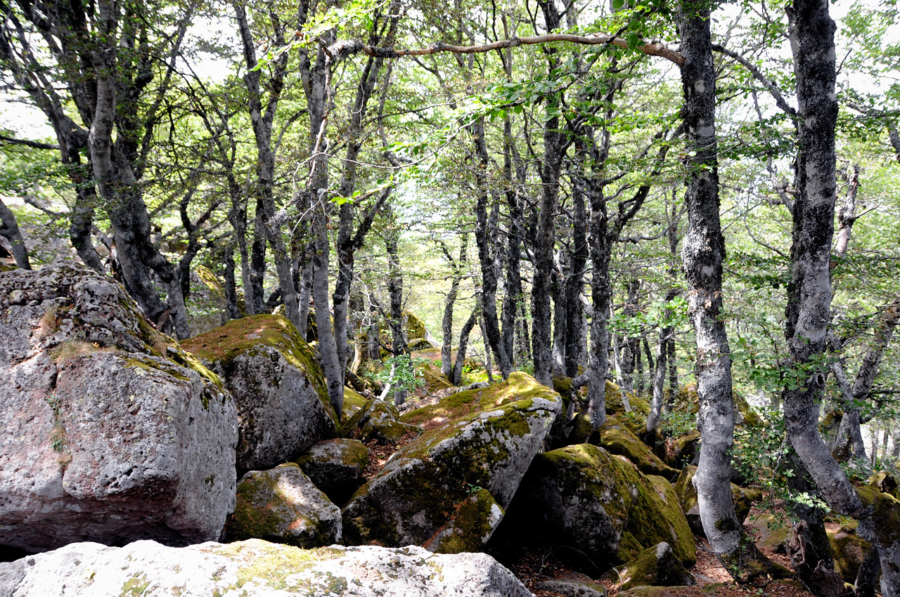 Trekking faggeta Monte Amiata